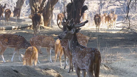 A group herd of spotted deer grazing in the woods in forest Stock Footage