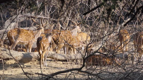 A group herd of spotted deer grazing behind the woods in forest Stock Footage 146174101
