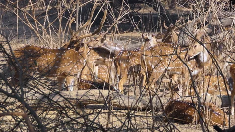 A group herd of spotted deer grazing behind the woods in forest Stock Footage 146174237
