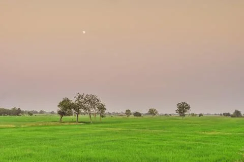 A group of herons perched on the tree in rice field for relax in the evenin.. Stock Photos