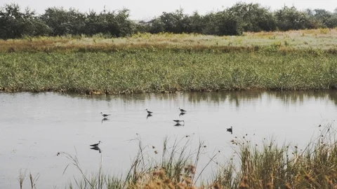 A group of herons in a shallow pond. Video stock 121092744