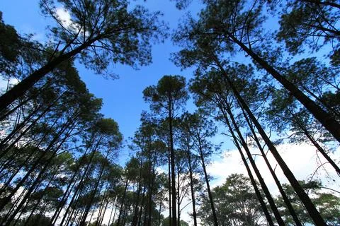 Group of high pine tree in deep jungle or forest with clear blue sky and whit Stock Photos