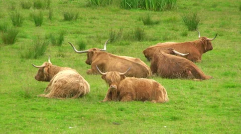 Group of highland cattle cows laying down and chewing Stock Footage 39815616