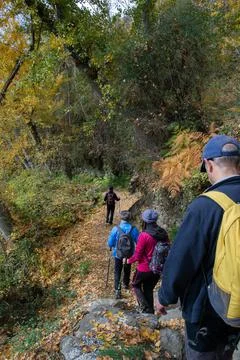 Group of hikers going down a path with trees and the ground full of ocher lea Stock Photos