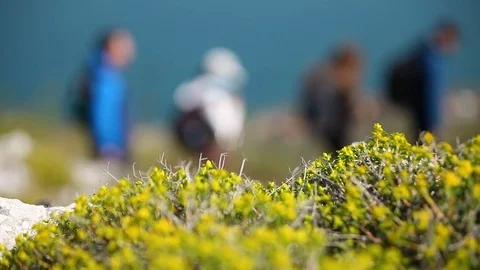 Group of hikers passing by the flowers Stock Footage 79796061