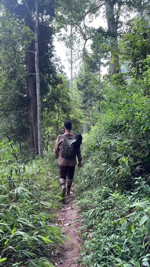 Group of Hikers Walking on Forest Trail in Vertical Shot Stock Footage 324079641