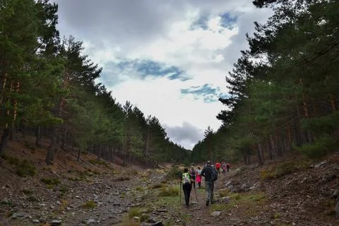 Group of hikers walking on a path between two rows of pine trees in autumn Fotos de archivo