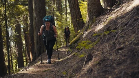 A group hikes up forest trail in the sunlight Stock Footage 89817565