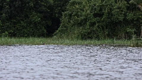 Group of hippo on the eagde of the akagera river. slow motion Stock Footage 112206549