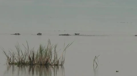 A group of Hippos breathing and playing in the rivers of Akagera national park Stock Footage 47849313
