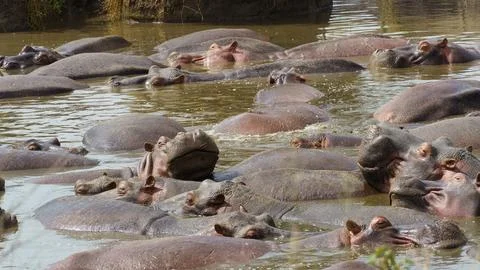 A group of hippos can be seen gathering in their serene and tranquil water Stock Photos