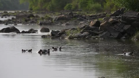 Group of Hippos Interacting With Each Other - Slow Motion Stock Footage 158986867