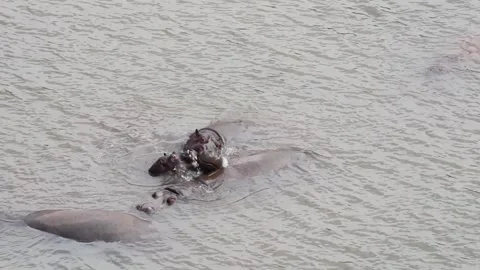 Group of hippos with one attacking y a playful way to other Video stock 140684976