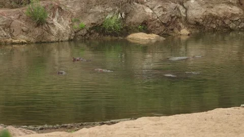 A group of hippos relax partially submerged in the water in Kruger National Vídeo Stock 342997321