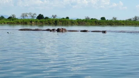 Group of hippos in the river Video stock 84660575