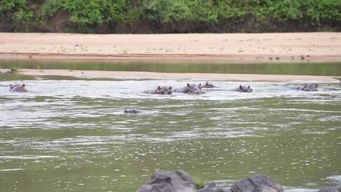 Group Of Hippos In River - Slow Motion Stock Footage 158929873