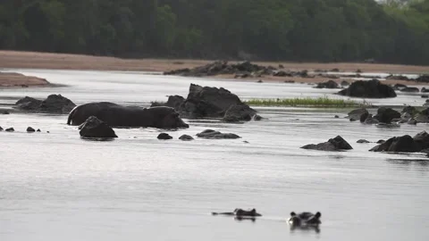 Group Of Hippos  - Slow Motion Stock Footage 158986183