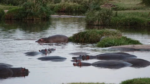 A group of Hippos swimming in a lake. Video stock 155156953