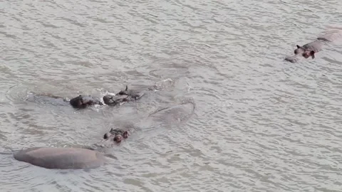 Group of hippos with two of them playing in a wild way Video stock 140685042