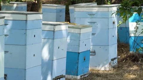 Group Hive with bees in shade of tree 库存影片 136234594