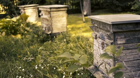 Group of hives for bees Video stock 94316297