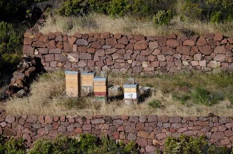 Group of hives. Stock Photos
