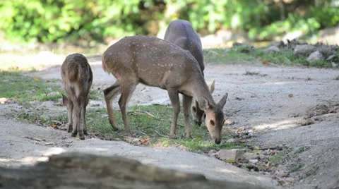 Group of Hog deer walk together Stock Footage 26324152