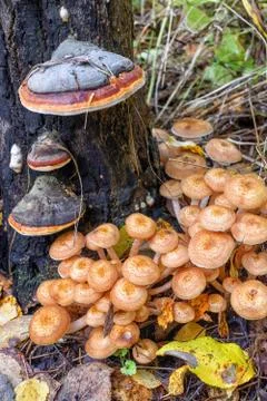 Group of honey agaric under stump in forest in autumn Stock Photos