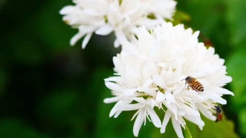 Group of Honey bee on Robusta coffee blossom Stock Footage 234846160