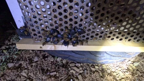 A group of honey bees cluster around small dark beetles at a hive entrance Video stock 331094101