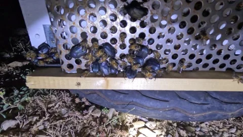 A group of honey bees cluster around small dark beetles at a hive entrance Video stock 331095656