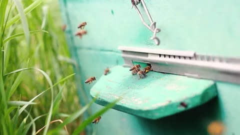 Group of honey bees fly into the hive through Stock Footage 134976325