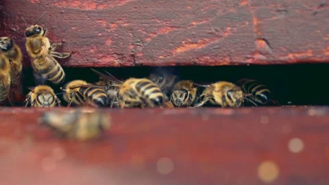 Group of honey bees in front of bee hive Stock Footage 230037843