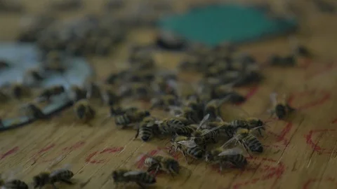 Group of honeybees on beehive box Stock Footage 108736291