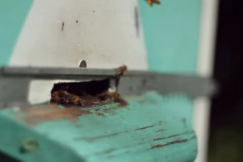 Group of honeybees flying into a beehive NTSC Stock Footage