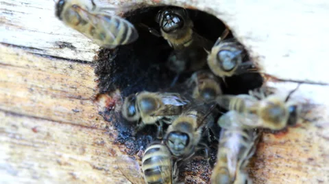 Group of honeybees flying Stock-Footage 39463284