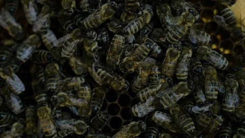 Group of honeybees on honeycomb Stock Footage 108736202