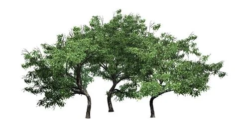 A group of Hook Thorn trees - isolated on white background Stock Illustration