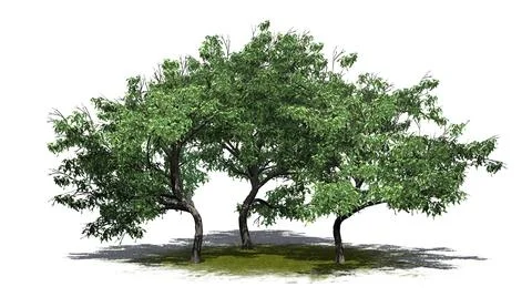 A group of Hook Thorn trees with shadow on the floor on green area 스톡 일러스트