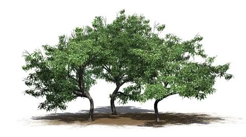 A group of Hook Thorn trees with shadow on the floor on sand area Ilustração Stock