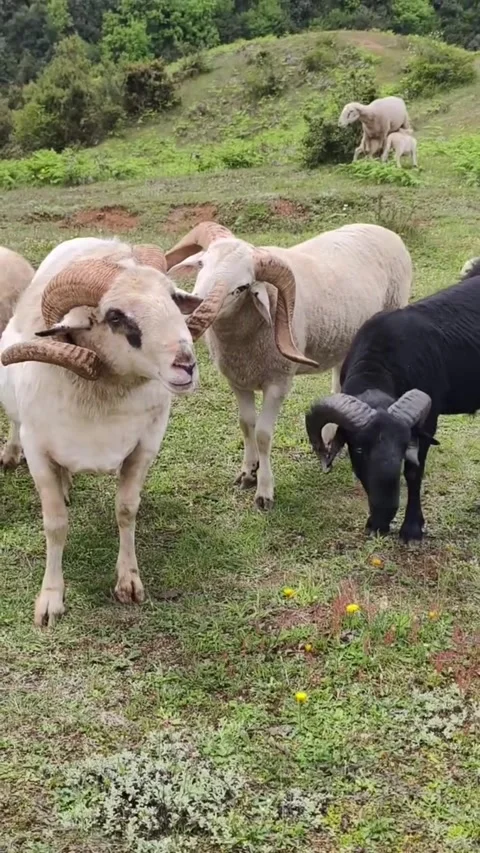 Group of horned rams and sheep grazing in a green mountain pasture Stock Footage 334635558