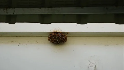 Group of Hornet in nature Stock Footage 79475095