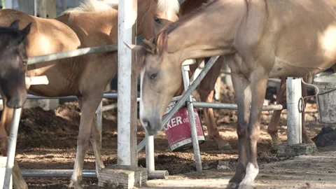 A group of horses and foals in a stable Stock Footage 258642196