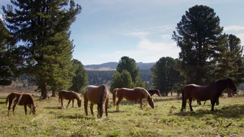 The group of horses are grazing Stock Footage 288435461