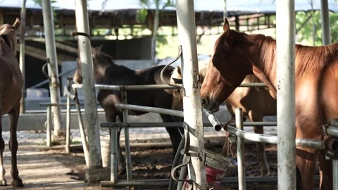 A group of horses are in the stable. a group of black horses in a stable Stock Footage 258642425