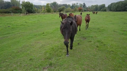 A group of horses are walking in a field Stock Footage 298063679