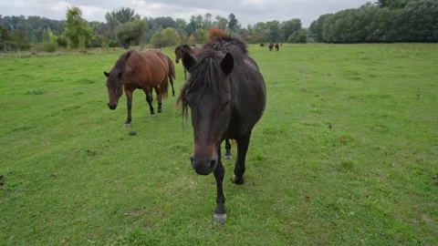 A group of horses are walking in a field Stock Footage 298063718