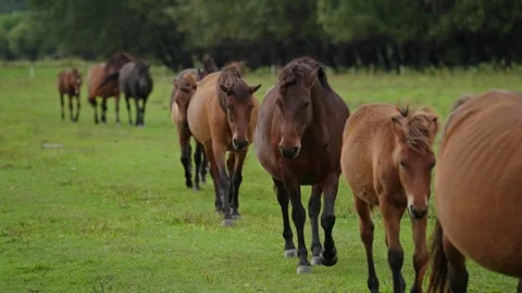 A group of horses are walking in a field Stock Footage 298064686