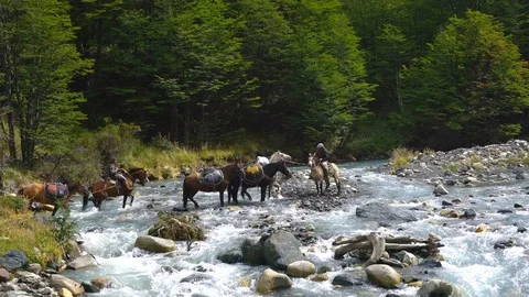 Group of horses crossing a river in the Torres del Paine National Park Stock Footage 109508341