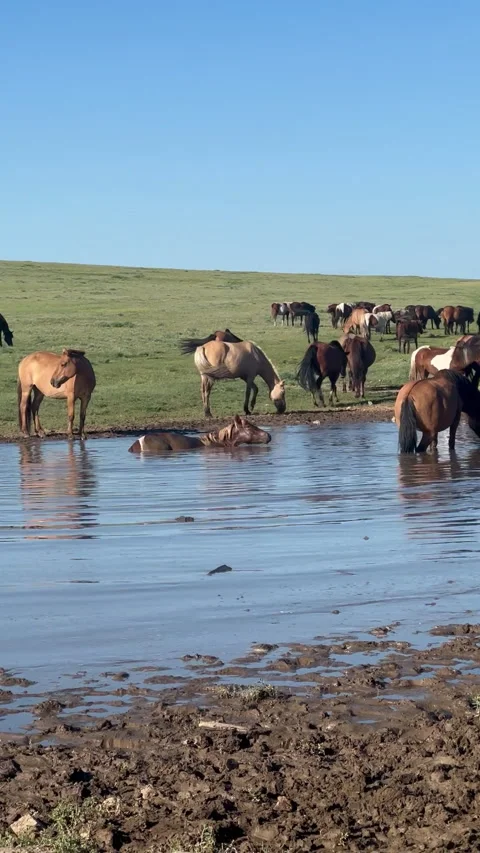 A group of horses drinking from a clear water source in a lush green landscape Video stock 314069745